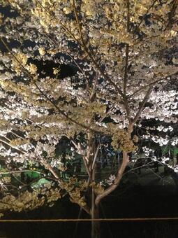夜桜 8 夜桜 8の写真