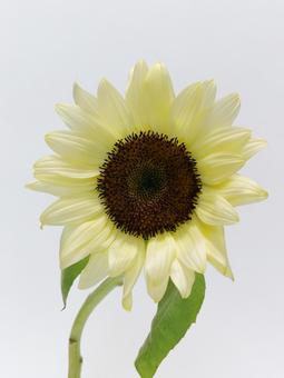 クリーム色の向日葵 クリーム色の向日葵 花,植物,ひまわりの写真素材