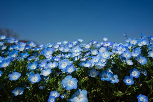 Nemophila, JPG Nemophila, JPG