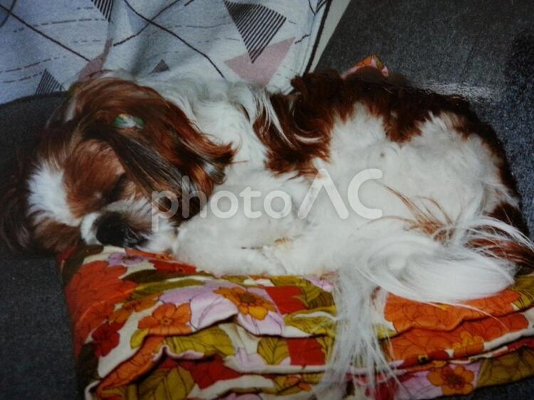 おねむ　シーズーちゃん シーズー,犬,おねむの写真素材