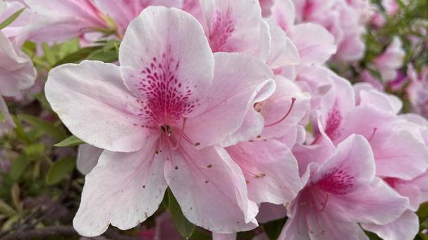 Azaleas have bloomed⑤, JPG