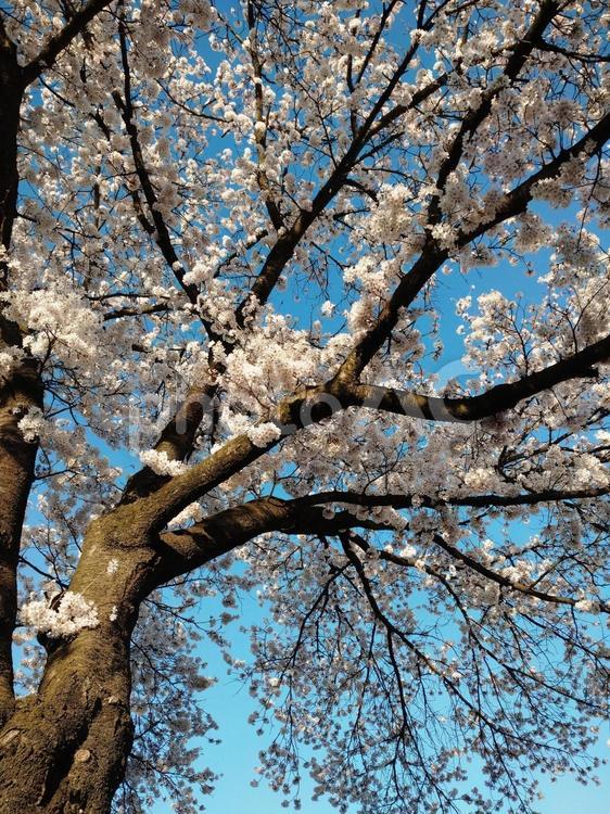 青空と桜 桜,春,花の写真素材
