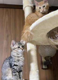 キャットタワーに登る猫達 キャットタワーに登る猫達 茶トラ,キジトラ,子猫の写真素材