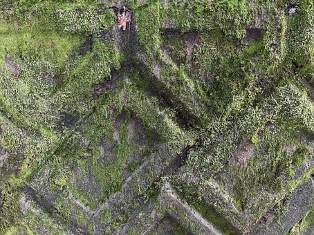 苔むす壁　その2の写真