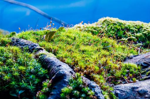 白駒池 苔生す森 白駒池 苔生す森 白駒池,長野県,苔の写真素材