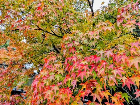 龍野公園の紅葉に癒される5 紅葉,もみじ,秋の写真素材