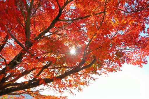 もみじ　紅葉　樹木　太陽 もみじ,紅葉,赤色の写真素材