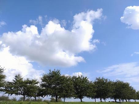 遊歩道の木々と夏空 自然,青空,空の写真素材
