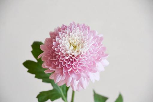 ピンクのマム マム,洋菊,菊の写真素材