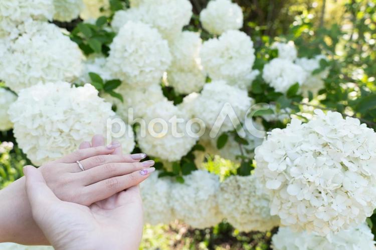 白い花に包まれた手と指輪④ 結婚,指輪,手の写真素材