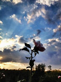 花(シルエット) 花(シルエット)の写真