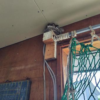 ツバメの雛たち ツバメの雛たち 鳥,ツバメ,燕の写真素材