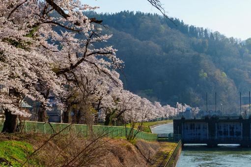 250426西大滝ダムの桜 250426西大滝ダムの桜 長野県,飯山市,西大滝の写真素材