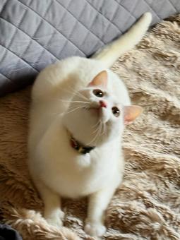 見上げる白ネコの写真