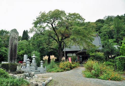木々と建物 木々と建物の写真