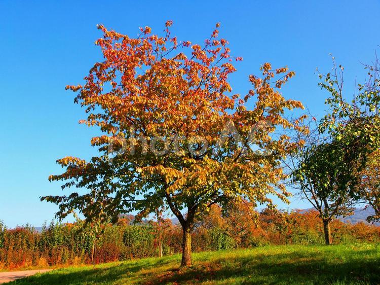 秋の果樹園　ドイツ 秋,風景,紅葉の写真素材