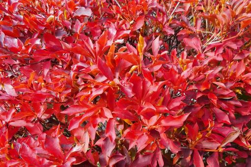 赤く紅葉したドウダンツツジ ドウダンツツジ,灯台躑躅,満点星の写真素材