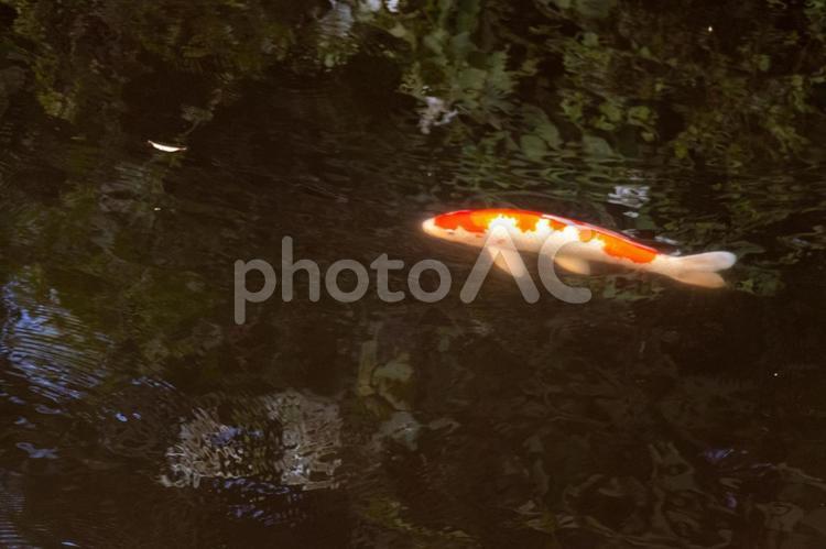 池を泳ぐ赤白模様のコイ コイ,魚,池の写真素材
