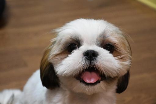 シーズー 子犬 シーズー 子犬の写真