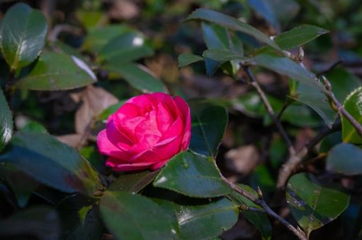 一輪の綺麗な椿の花 一輪の綺麗な椿の花の写真