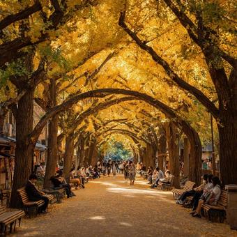 秋の銀杏並木を歩く人々と憩う風景 秋の銀杏並木を歩く人々と憩う風景の写真