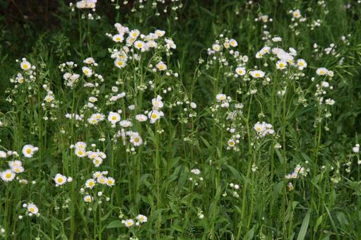ハルジオン・春紫苑の咲く風景 フラワー,舌状花,淡紅色の写真素材