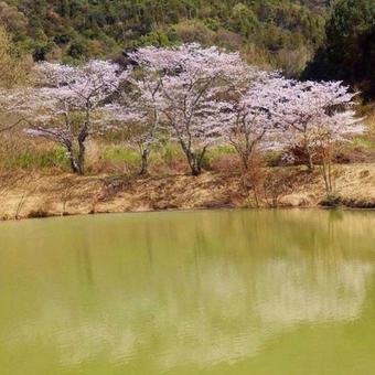 【桜の写真】】さくら風景 【桜の写真】】さくら風景の写真
