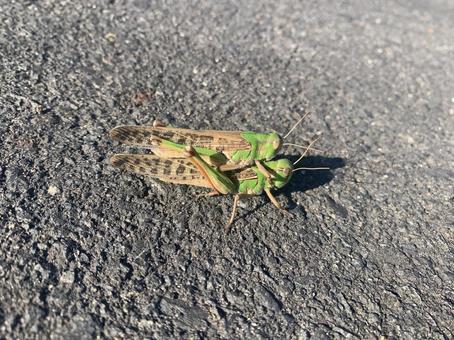 おんぶバッタ おんぶバッタ バッタ,おんぶバッタ,バッタの交尾の写真素材