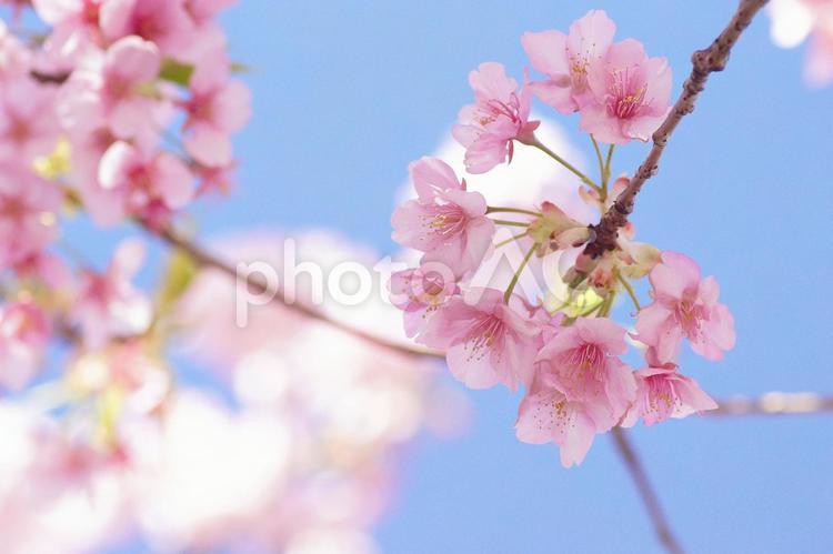 早咲き桜-341 桜,早咲き桜,カワヅザクラの写真素材