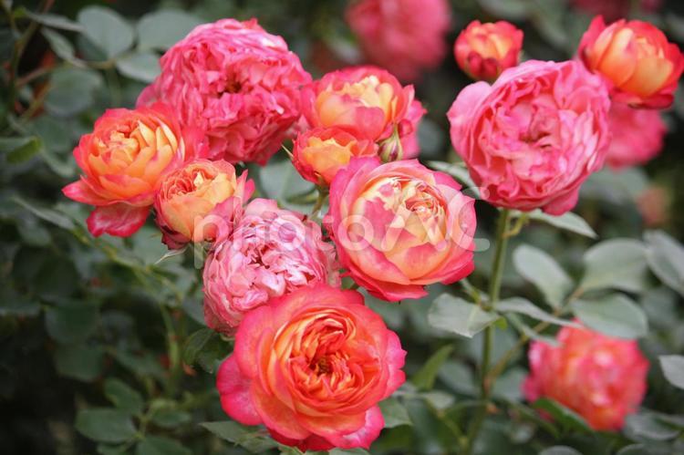 咲き始めのバラ バラ,薔薇,花の写真素材