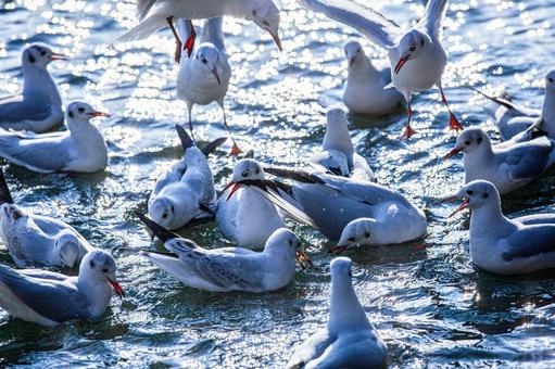 池を泳ぐカモメの群れ 池を泳ぐカモメの群れ カモメ,鴎,鷗の写真素材
