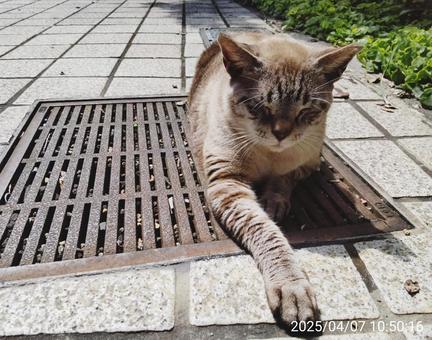 那覇猫 那覇猫の写真