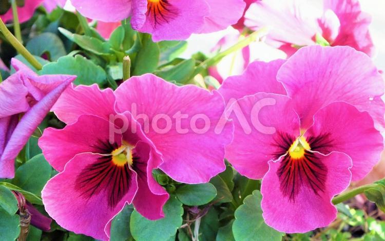 赤紫のパンジーが仲良く咲いた パンジー,菫,花の写真素材