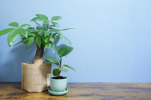 観葉植物 観葉植物 観葉植物,パキラ,ペペロミアの写真素材