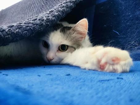 白いネコ・メインクーンミックスの写真