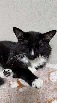 猫の寝顔 猫,ペット,かわいいの写真素材