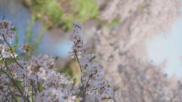 桜の季節 桜の季節の写真