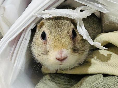 巣作り中のリチャードソンジリス 巣作り中のリチャードソンジリス リチャードソンジリス,エキゾチックアニマル,巣作り中の写真素材