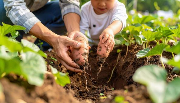 サツマイモ掘りをする子供の手　顔無しの写真
