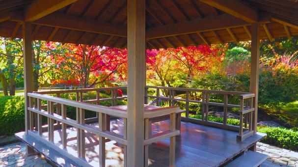 姫路城 好古園17 紅葉,もみじ,秋の写真素材