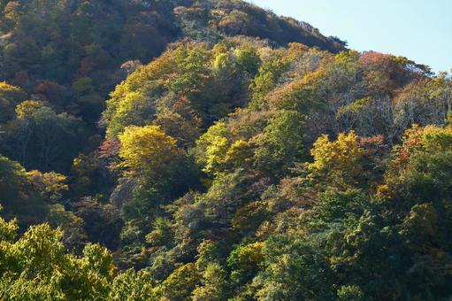 紅葉した木々 紅葉,木々,里山の写真素材