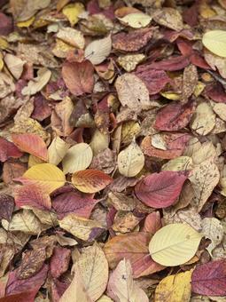 落ち葉の絨毯 紅葉,落ち葉,赤の写真素材
