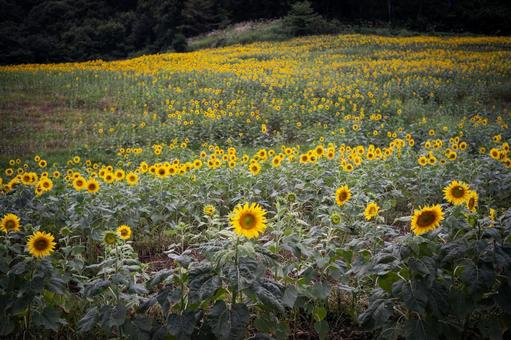 ノスタルジックひまわり2の写真