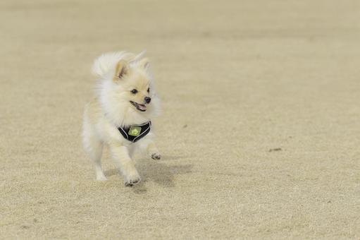 ポメラニアン【生後約7か月】 ポメラニアン【生後約7か月】 ポメラニアン,犬,いぬの写真素材