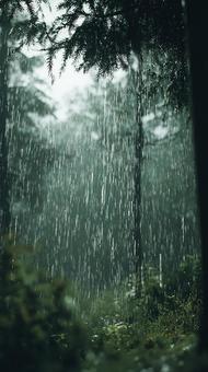 雨降る静かな森の情景 雨降る静かな森の情景の写真