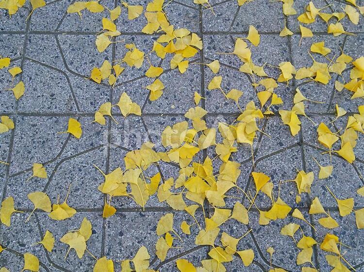 歩道に舞い落ちたたくさんの綺麗な銀杏の葉っぱ コンクリート,セメント,バックグランドの写真素材