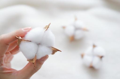 コットンフラワーを持った手元 コットンフラワー,綿花,植物の写真素材