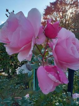 箱根ガラスの森美術館に咲いていた秋薔薇 ピンク,薔薇,秋の写真素材