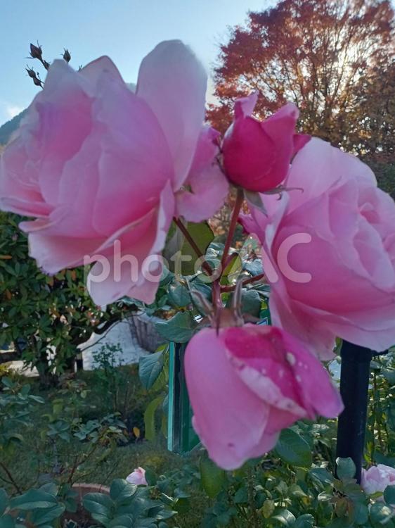 箱根ガラスの森美術館に咲いていた秋薔薇 ピンク,薔薇,秋の写真素材