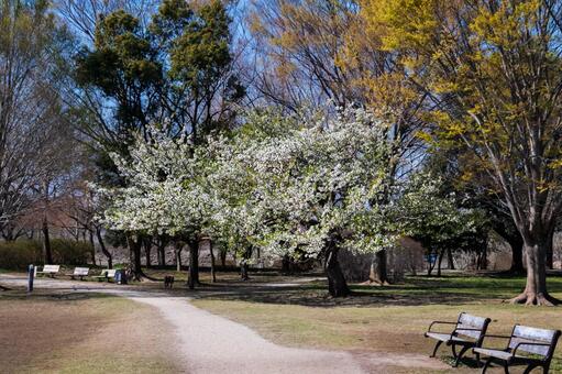 桜_085 桜_085の写真